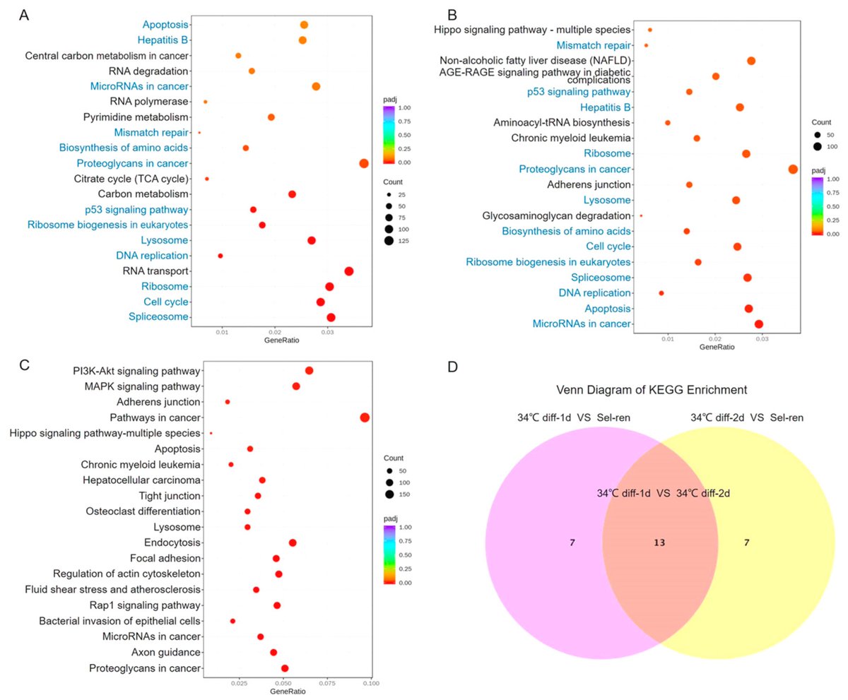 Genes_MDPI's tweet image. The findings of  Lu et al.’s study provide a reference for further revelations of the regulatory mechanism of spermatogonia stem cell (SSC) differentiation, showing that #RNA transport, the #MAPK and the #p53 pathway may play vital roles in this process.  
mdpi.com/2648944