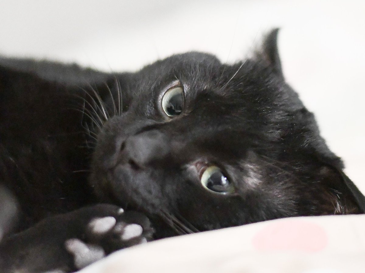 ねぇ、猫ちゃん😍❣️ 今日はお誕生日でもお祝いの日でもない普通の日