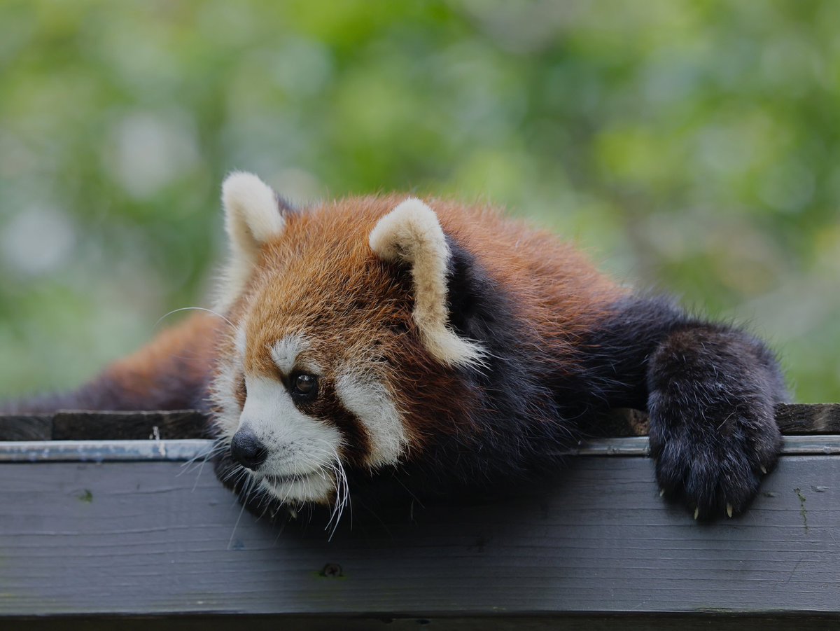 bara@リーファ大好き🥰 tweet media