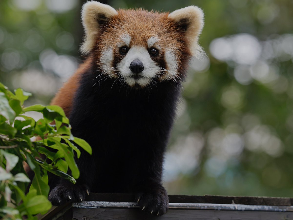 bara@リーファ大好き🥰 tweet media