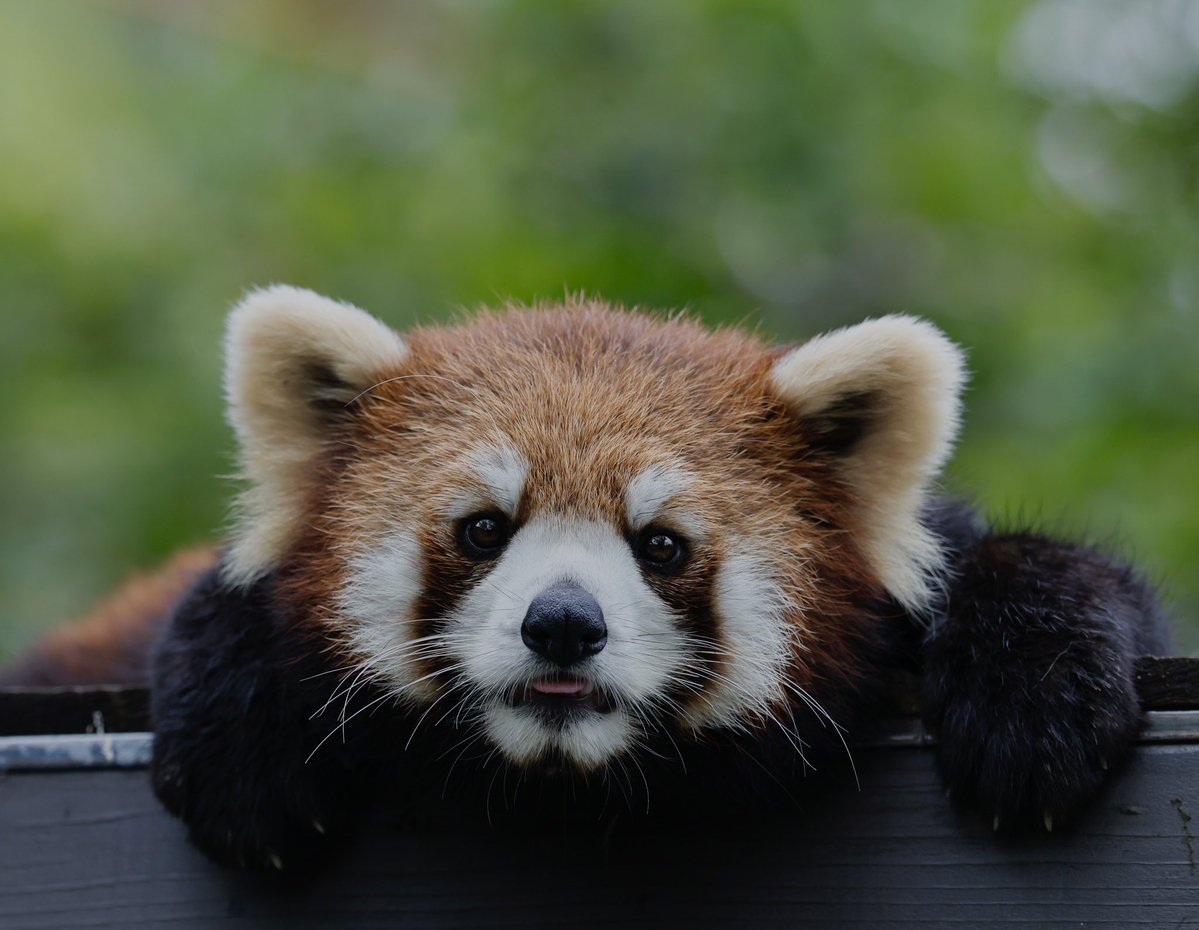 bara@リーファ大好き🥰 tweet media