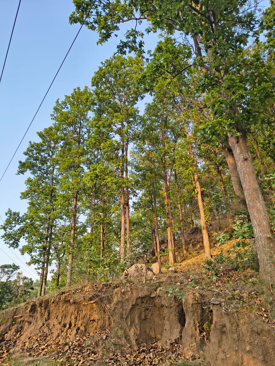 Sushmap83780027's tweet image. Beauty of my village 🌿🍃
This is the beauty of nature and In our.we are always connected with nature.#villagelife #NatureScenery #beauty