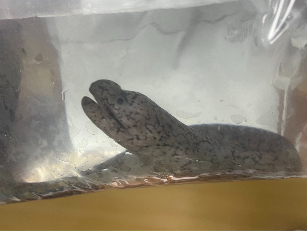麻布学園生物部魚班 tweet media