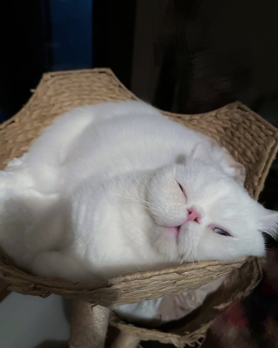 猫と付き合う tweet media