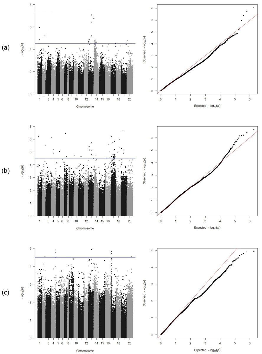 Genes_MDPI's tweet image. Luo et al.’s results guide future elucidation of the regulatory mechanism of embryogenic callus induction in #peanut and identified the #genomic regions &amp;amp; candidate #genes associated with callus formation.
Read the whole article at: mdpi.com/2653804