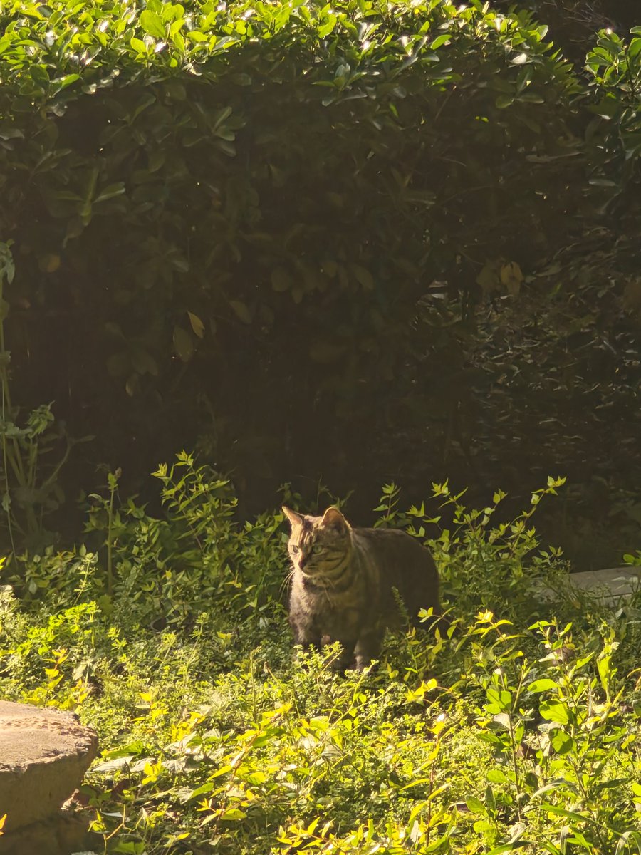 木石为徒的豆 tweet media