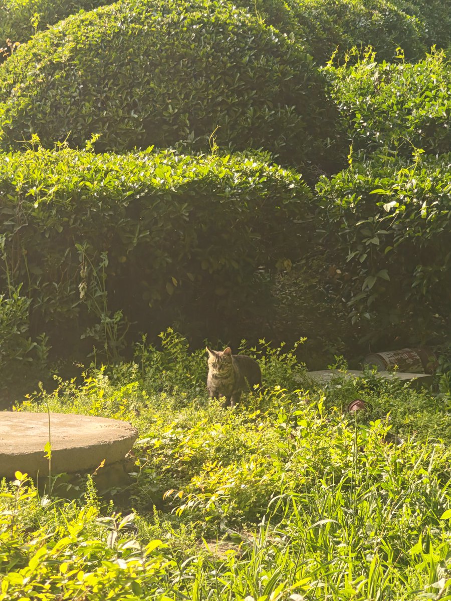 木石为徒的豆 tweet media