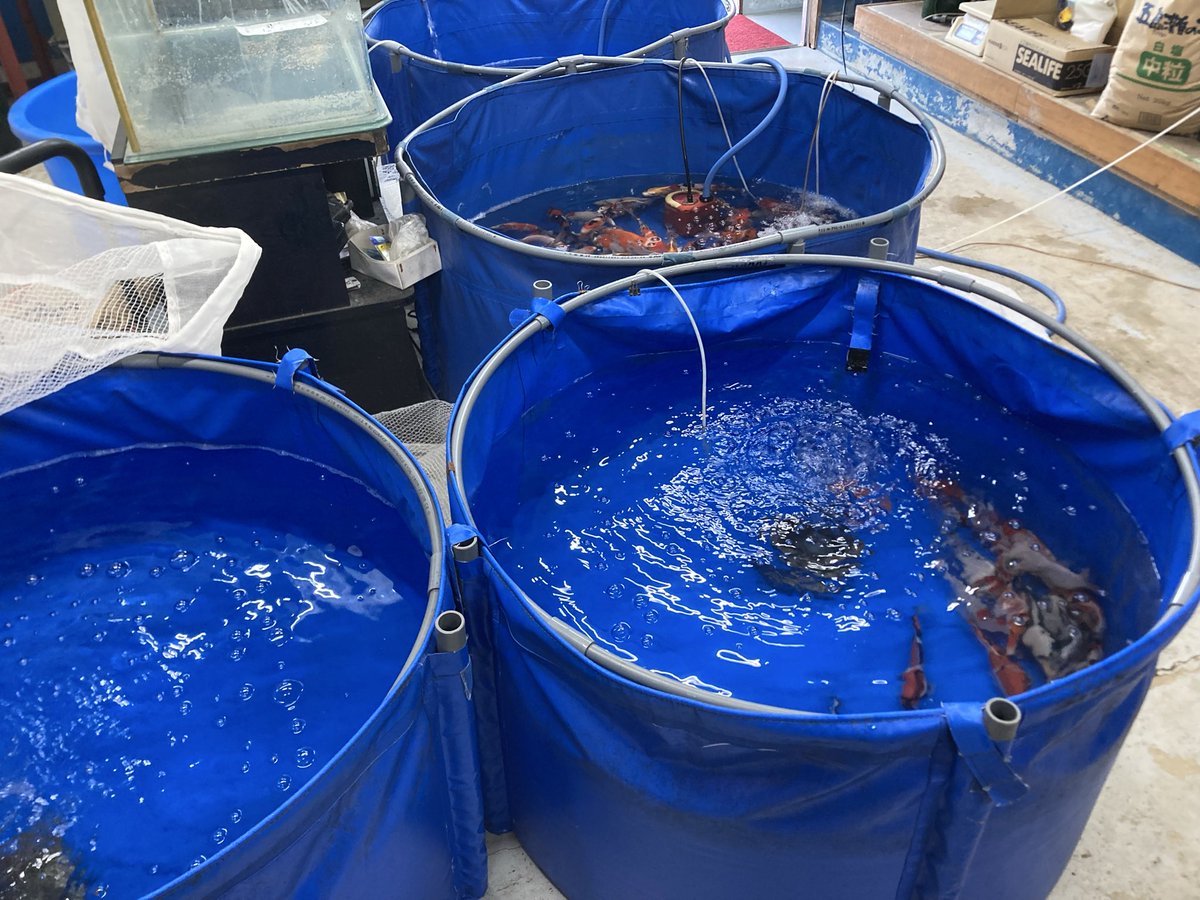 成澤養魚場 tweet media