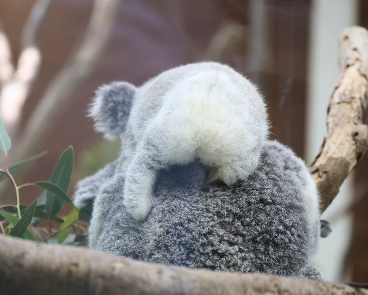 コアラの赤ちゃんのお尻は白くてふわふわ🐨

ミラとポル親子
＃埼玉県こども動物自然公園　＃コアラ