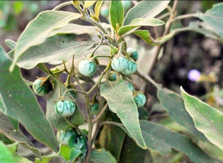 Sibobugingo Joël tweet media