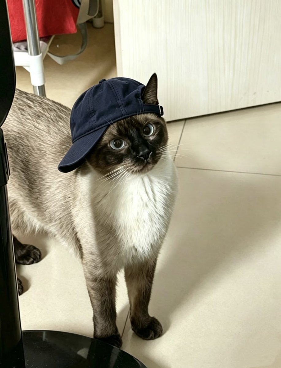 The Cat Aura 𓃠 tweet media