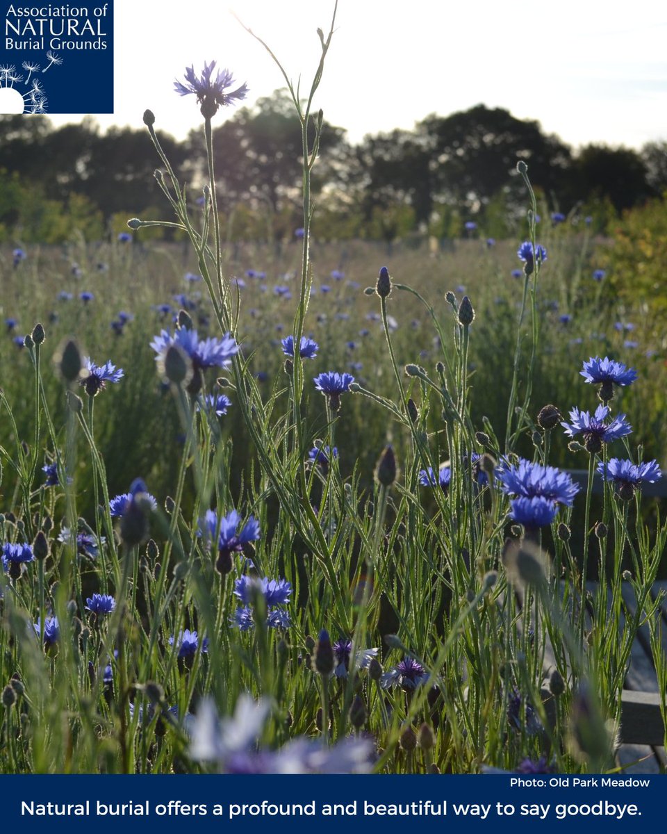 ANBG01's tweet photo. To find out about natural burial grounds in your area please visit https://t.co/YgsqSwJ22d.
#greenfuneral #ecoburial #naturalburial #greenburial #woodlandburial #naturalfuneral #naturalburialground https://t.co/ghy0FnHJdQ