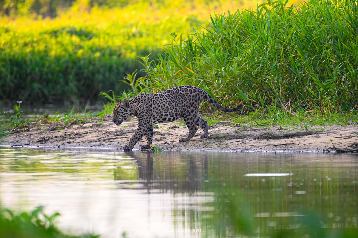 WanderingThru tweet media