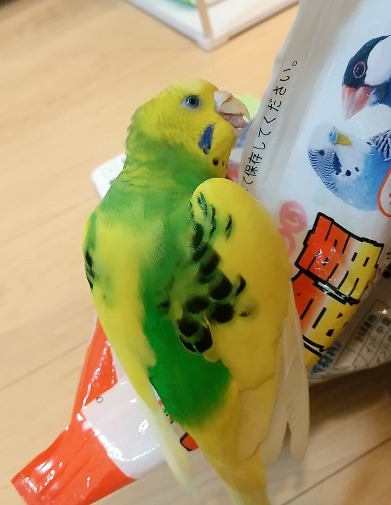 💛インコ💚 tweet media