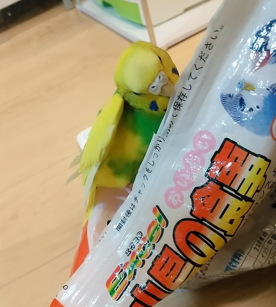 💛インコ💚 tweet media
