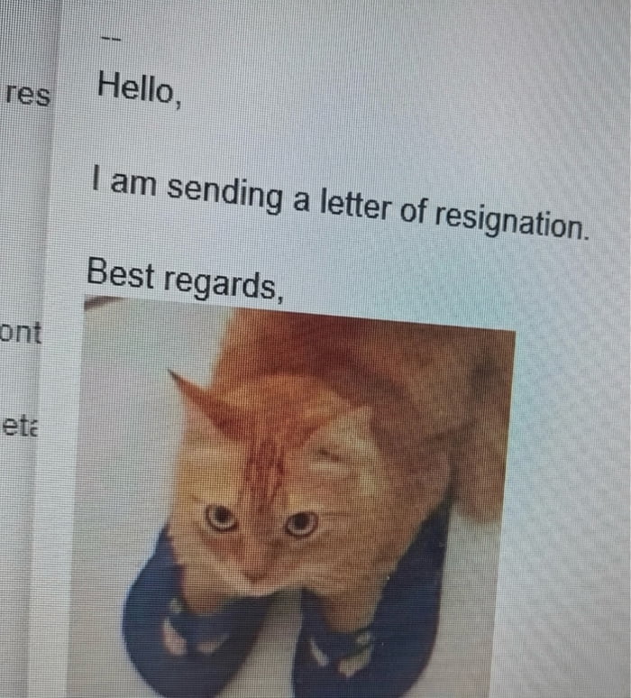 My cat just quit its job