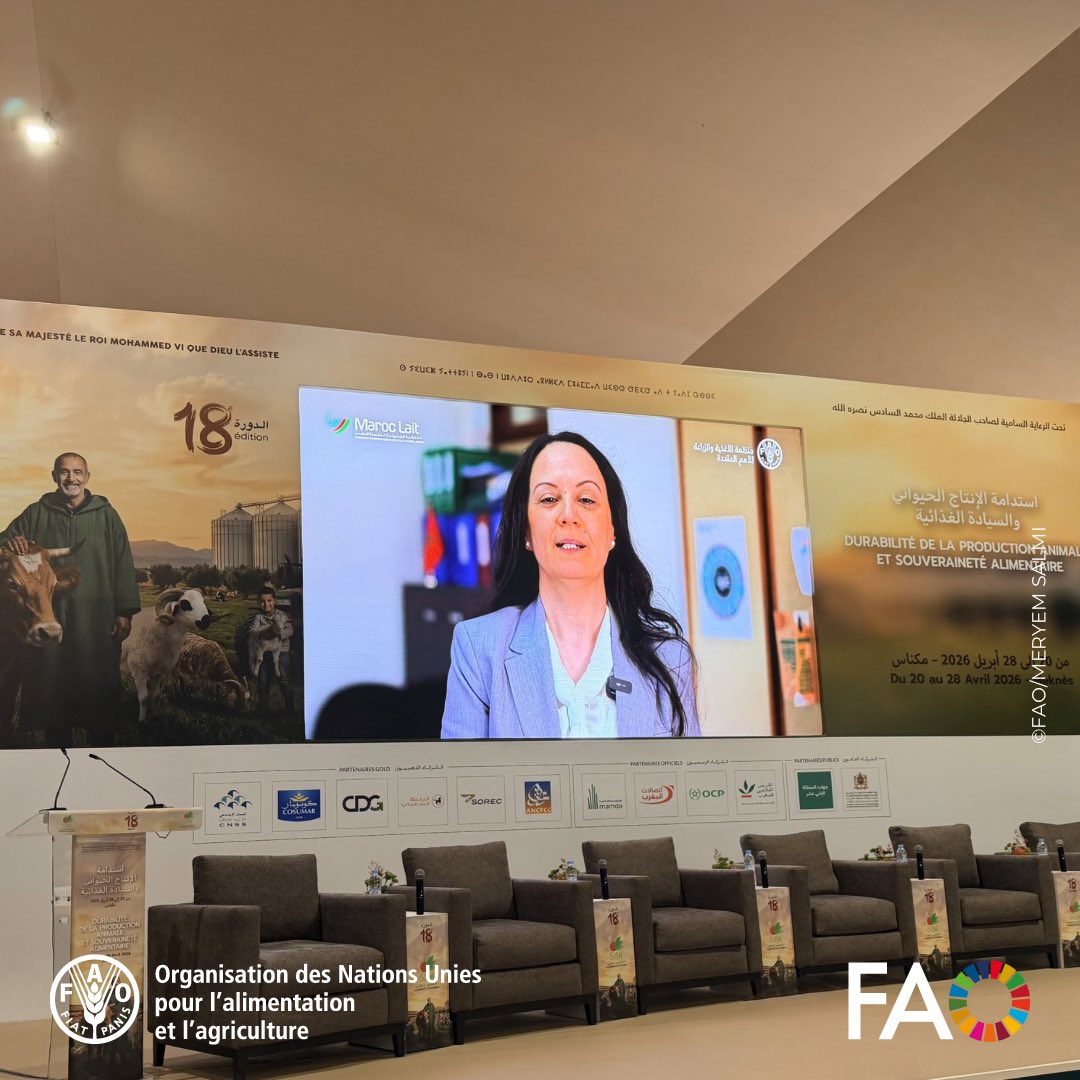 FAOMaroc's tweet photo. Projection des documentaires du programme #Biosecurite FAO × @Maroc_Lait 2025/2026 : biosécurité (Dr Kadir), prophylaxie &amp; zoonoses (Dr Hachi), gestion des déchets (Pr Zakaria) + témoignages d'élevages pilotes.
 #SIAM2026 #OneHealth https://t.co/EZkjwS3apw