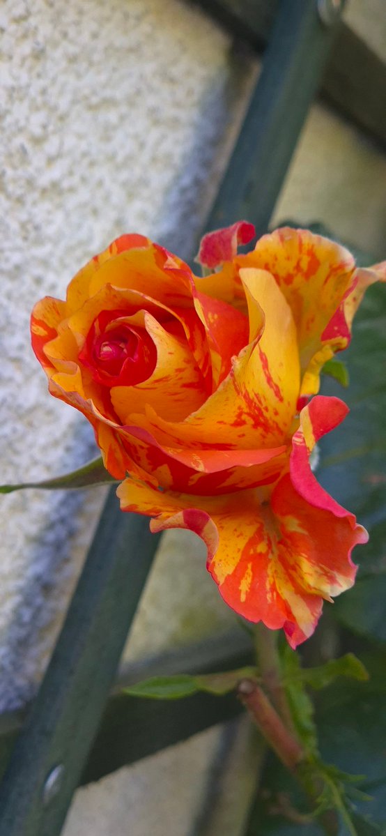 Bonjour à toutes et à tous. 
Première fleur de mon nouveau rosier grimpant. "Sorbet fruité".
Bonne  journée! 👋