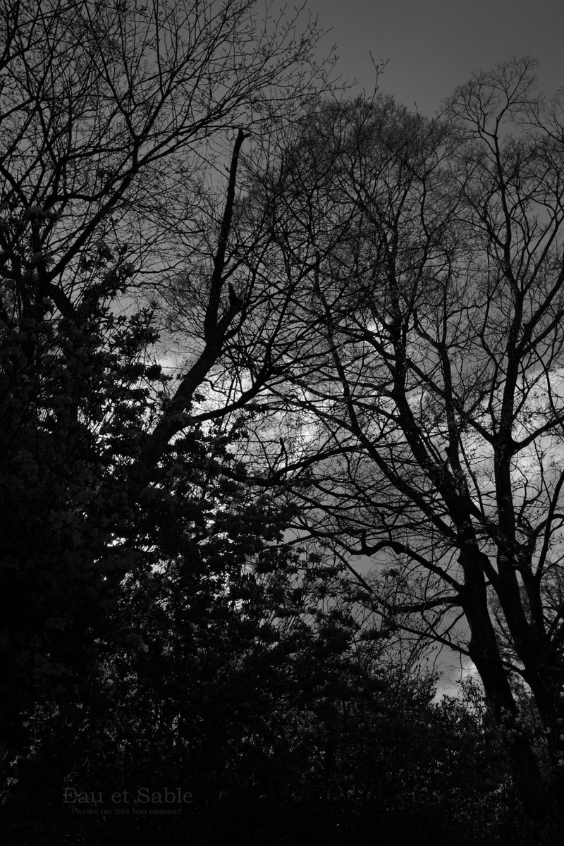 eau_et_sable's tweet image. #monochrome
#ミツバツツジ他春の木・1001184
#いつもの公園