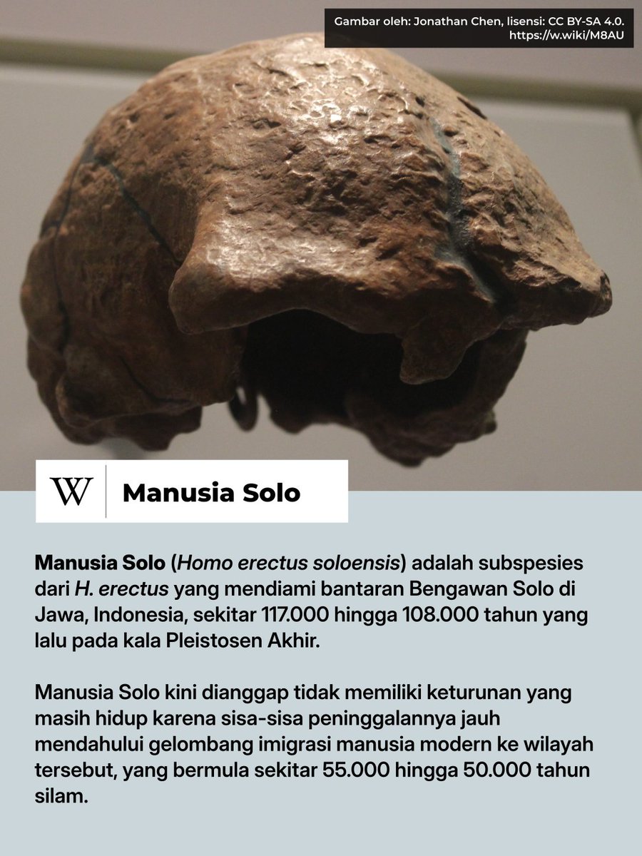 Manusia Solo kemungkinan menghuni lingkungan hutan.

Selain itu, mereka mungkin merupakan keturunan dari, atau setidaknya berkerabat dekat dengan, Manusia Jawa.