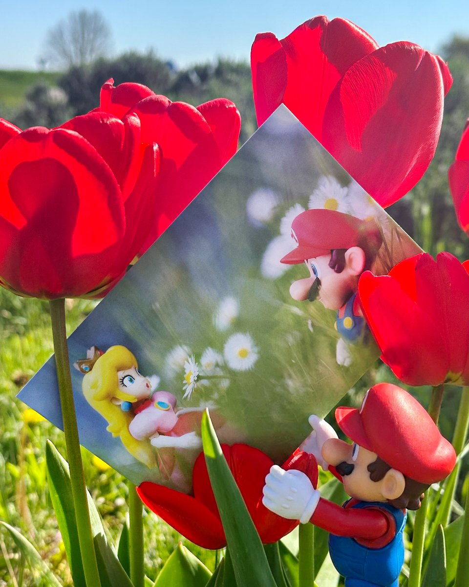 SpaceFiguren's tweet photo. Frühling liegt in der Luft – im Mushroom Kingdom erst recht! 🌸🍄
Zum Kinostart des neuen Super-Mario-Films hat Olivier für unsere April-Postkarte Mario und Peach in einer frühlingshaften Szene abgelichtet. 
Ein Exemplar gibt's wie immer gratis in jedem Paket im April! https://t.co/PDOhgpDZNZ