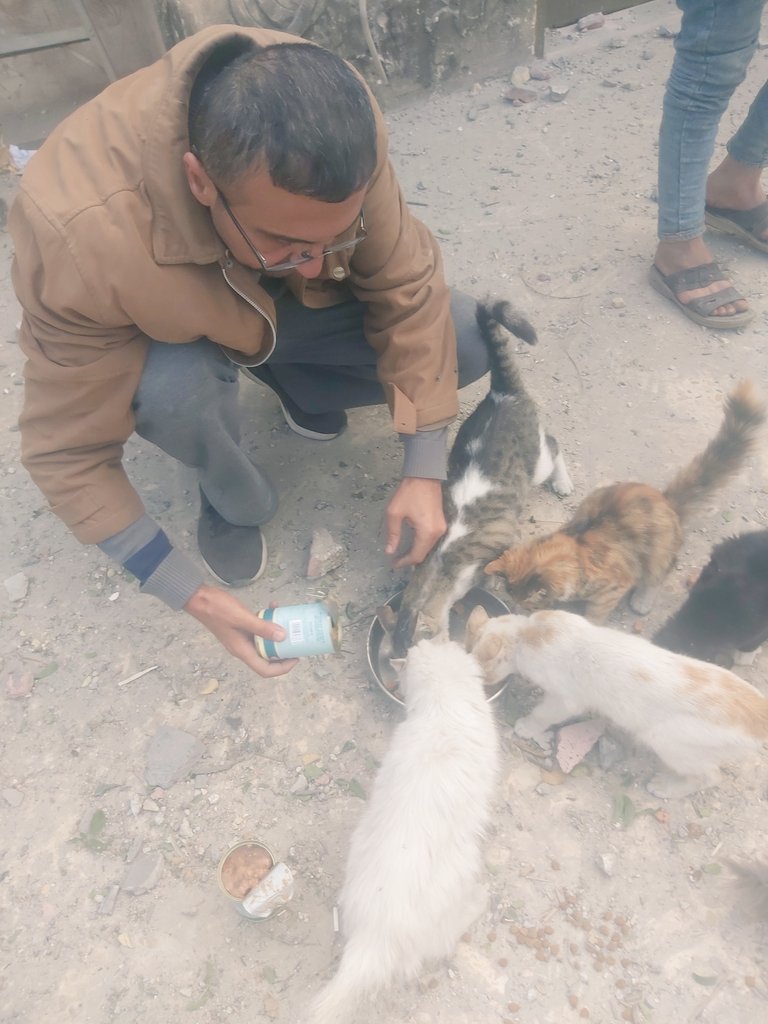 help cats tweet media