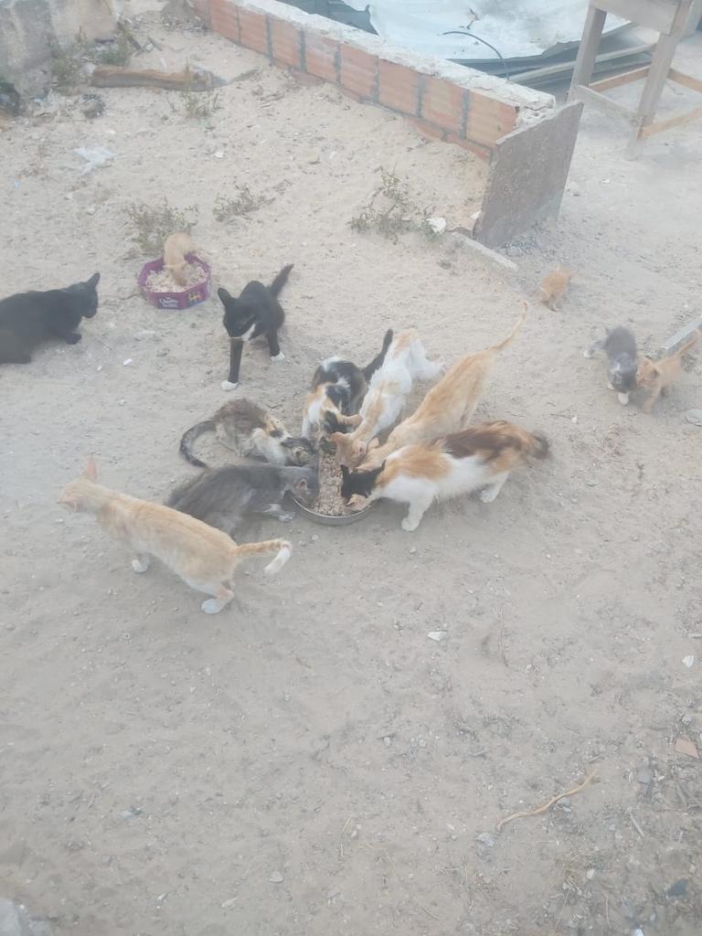 The soul does not gain its existential weight through tranquility, but through the trials it passes. Every storm you face, and every knot you manage to untie, is in truth a chisel carving out your true form.

We do not become more valuable simply because we survive, but because