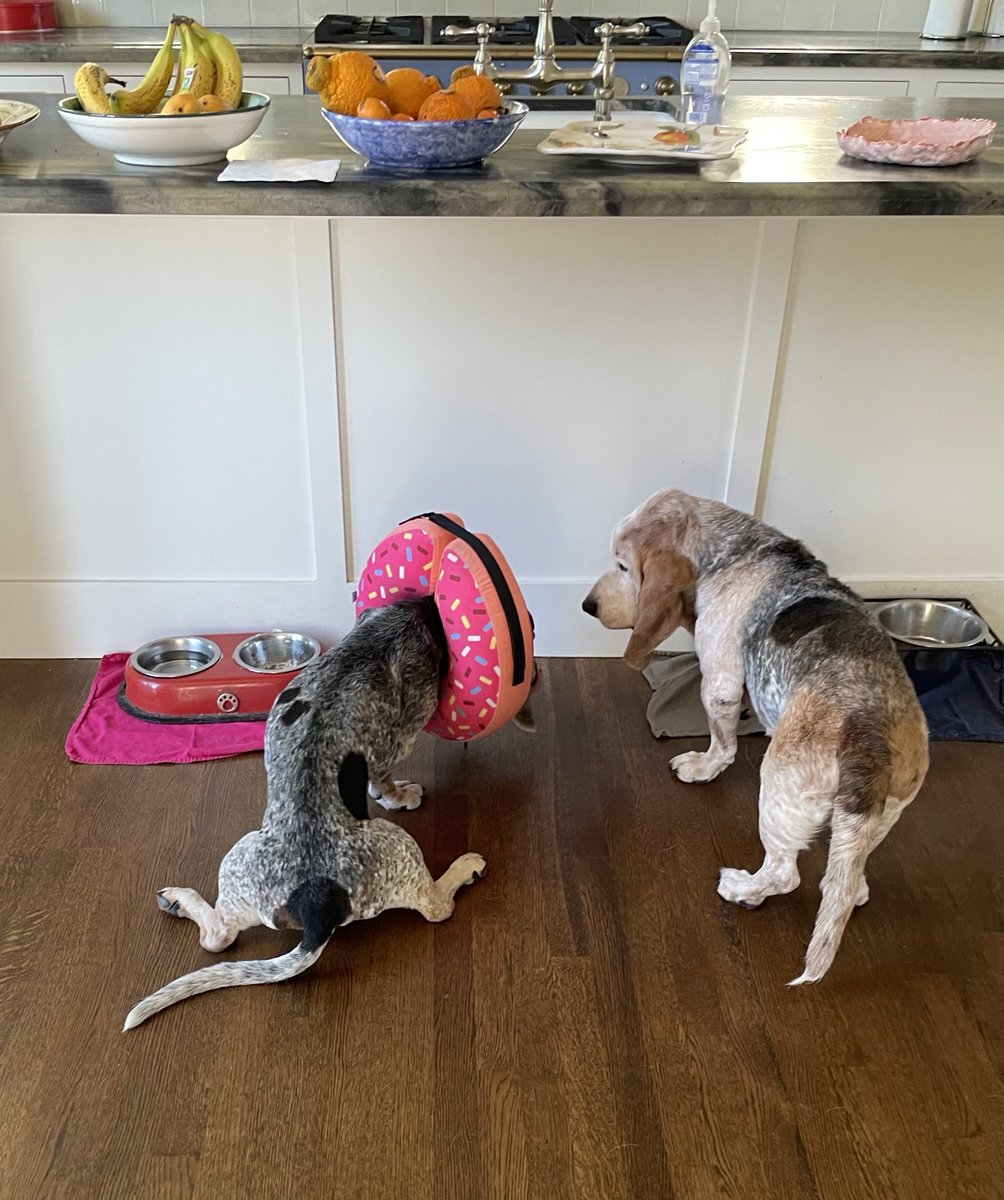 greentrinh1's tweet image. Copper is negotiating with Yuba to eat her leftovers. #bassethound #dogsofX #AdoptDontShop