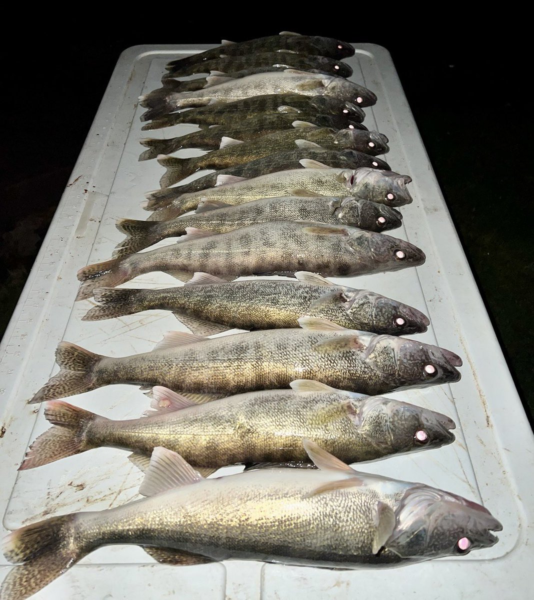 raised_outdoors's tweet photo. Hello spring…..solid day outdoors! 😋
#morels #walleye #fishing #outdoors
#AmericanRaisedOutdoors🇺🇸 https://t.co/HdW7DjwVG8