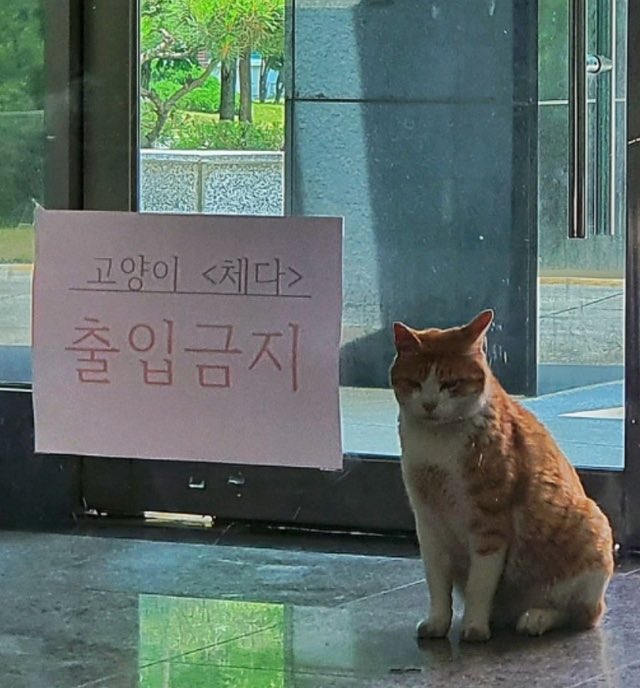 ‎고미._.니 tweet media