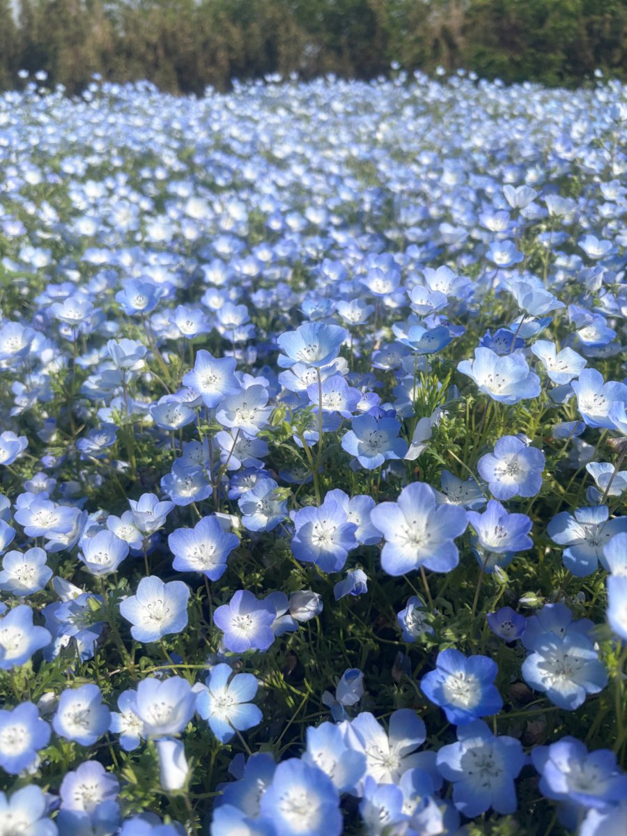 9815ks's tweet photo. filmhwaのGlow1もなかなかいいよ
一時期流行って使い損ねてる子いっぱいいると思うからまた使おう♡(私) https://t.co/TUMtWEyWcs