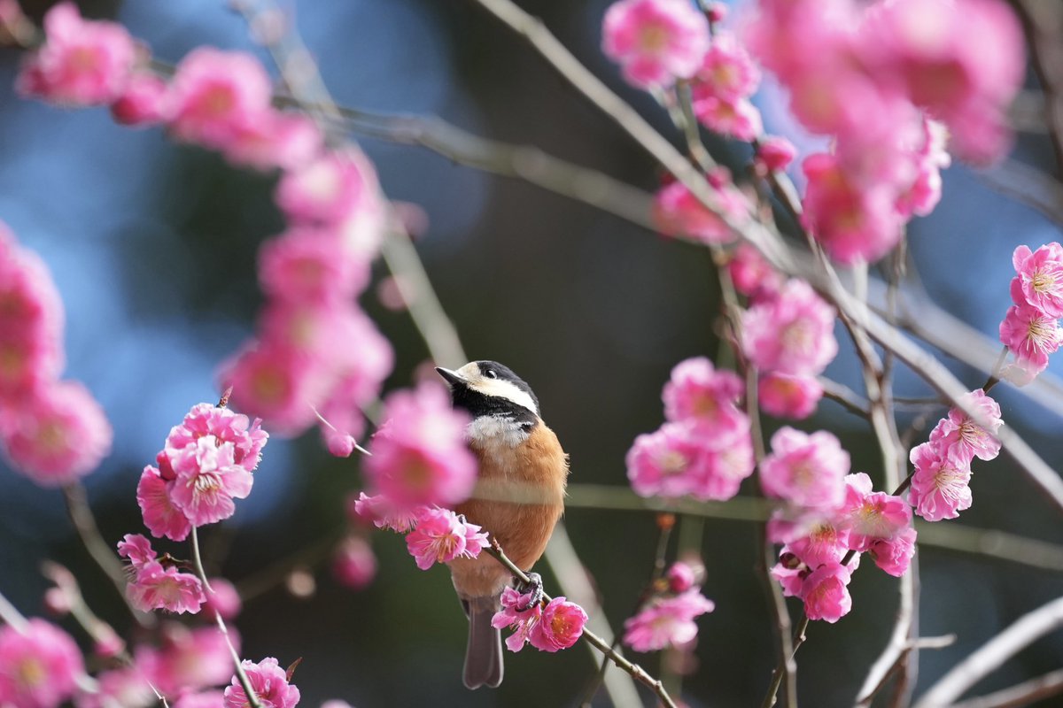 hasucappu's tweet photo. #北海道神宮　#桜と野鳥　#春到来

北海道にも桜の季節がやってきました
例年よりもずいぶんと早い春です https://t.co/CFDbqZusvv