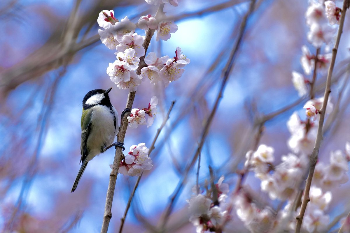 hasucappu's tweet photo. #北海道神宮　#桜と野鳥　#春到来

北海道にも桜の季節がやってきました
例年よりもずいぶんと早い春です https://t.co/CFDbqZusvv
