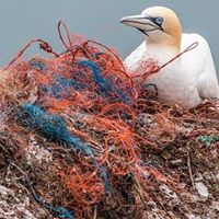 animal__freedom's tweet image. Plastic destroys the Ocean and kills millions of animals #Whale #Dolphin #Seaturtles #Seals #Seabirds #plasticfree #Ocean #noplanetb #reuse #recycle #wildlife #banfishing #fish