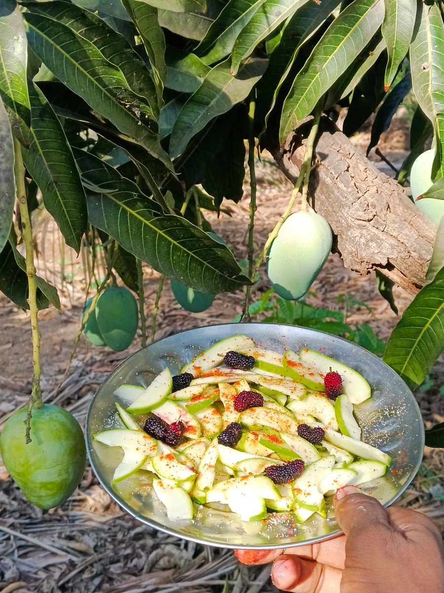 tejasmajithiya5's tweet image. “કેરી સેતુરા અને લૂ ☀️🥭
મીઠું-મસાલા સાથે કાચી કેરીનો ખાટો-મીઠો ટેસ્ટ… ગામડાની મજા જ અલગ છે! 😋🔥 #KeriLove #SummerVibes”