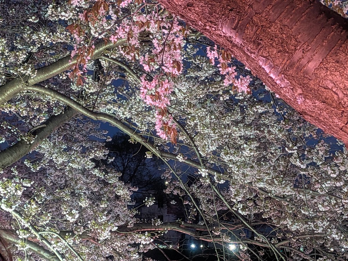 こんばんは〜
夜桜を見てきました🌙