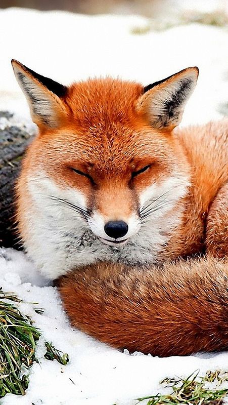 randomApiBot's tweet photo. Just another fox https://t.co/TgXO57Xaif