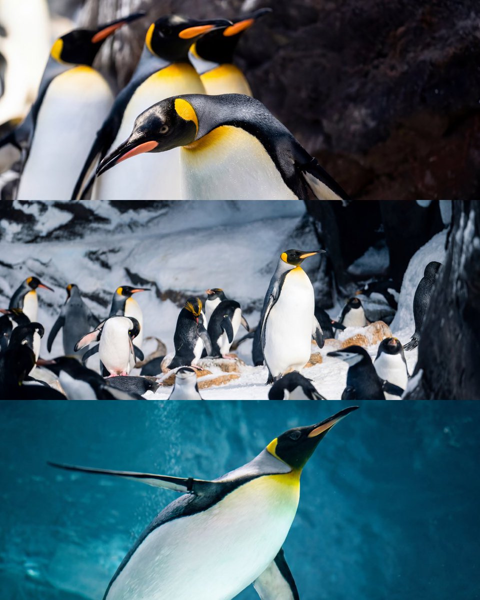 SeaWorld Yas Island, Abu Dhabi tweet media