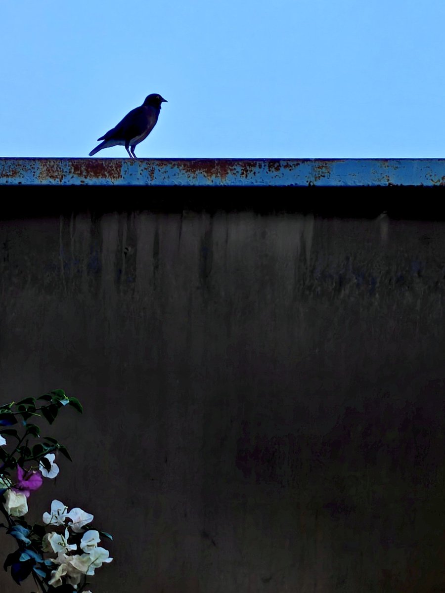 ManishJohari8's tweet image. Share a photo of a silhouette
The quiet  evening.... A pensive Mynah

#theme_pic_India_silhouette 
#IndiAves  #Bougainville