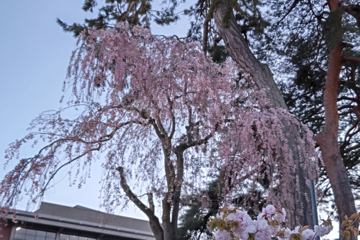 野本豚野郎 tweet media