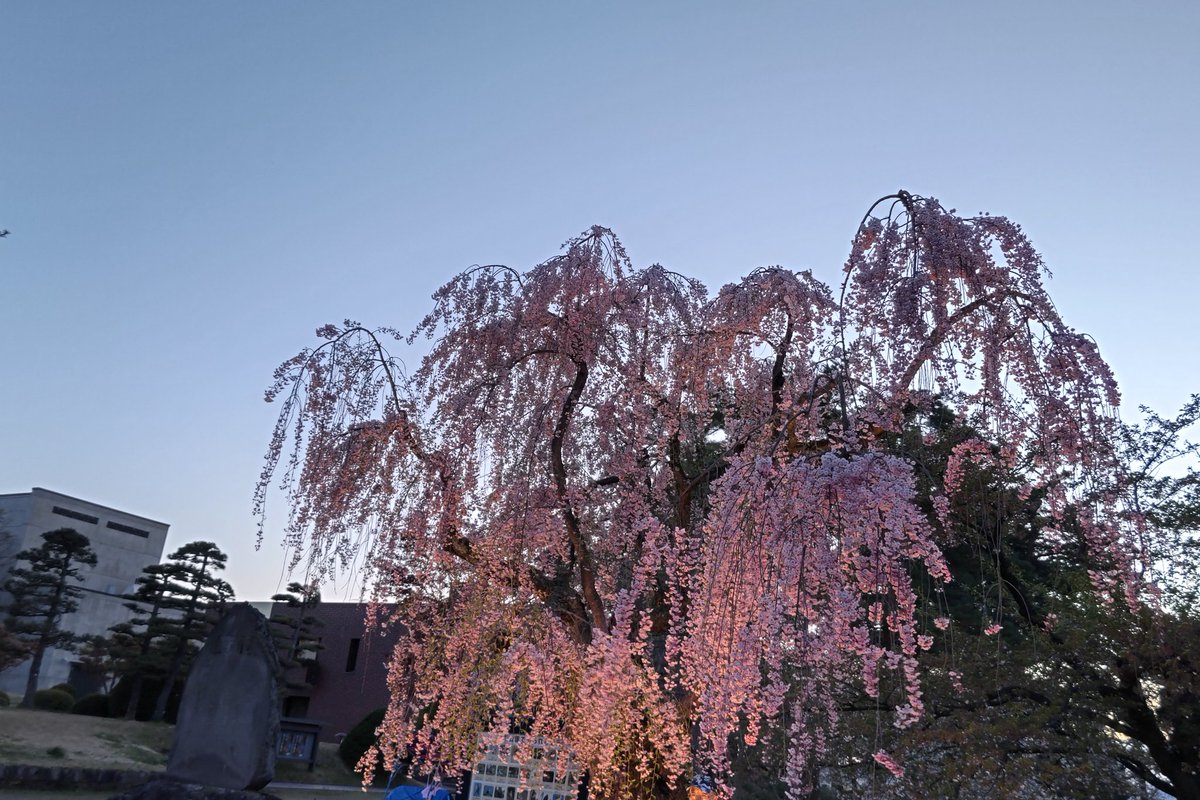 野本豚野郎 tweet media