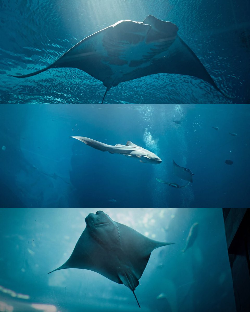 SeaWorld Yas Island, Abu Dhabi tweet media