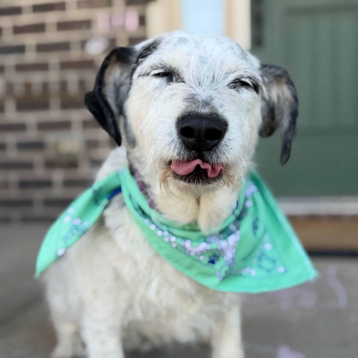 𝗣𝗲𝗻𝗻𝘆 𝗟𝗮𝗻𝗲- Lawn Potato TM tweet media