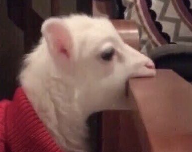 (𝐬𝐚𝐦𝐞) 𝐡𝐨𝐩𝐞🦫ʲᵘˢᵗ ᵈⁱᶠᶠᵉʳᵉⁿᵗ ᶠᵒⁿᵗ tweet media