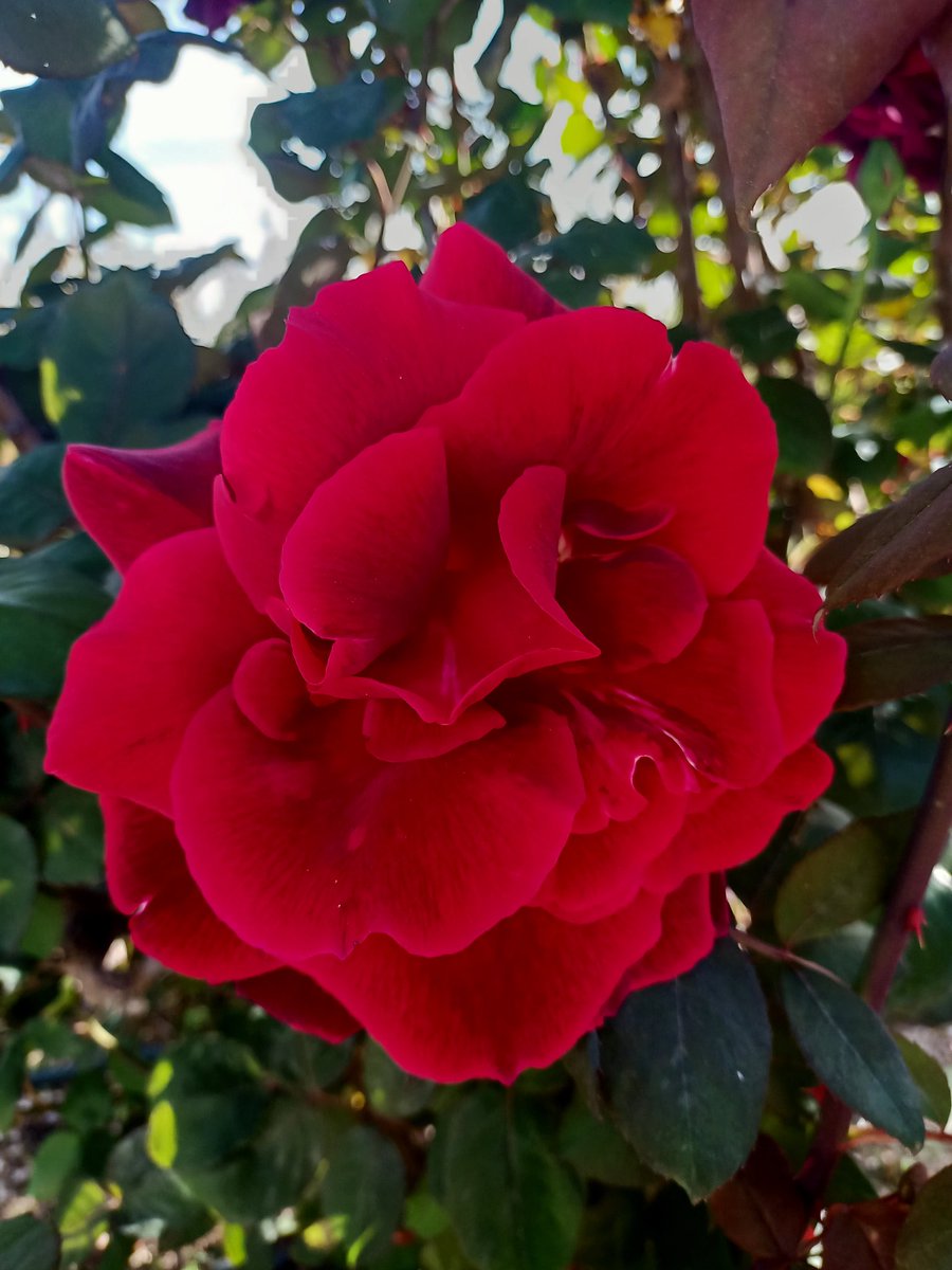 Marina Fransen tweet media