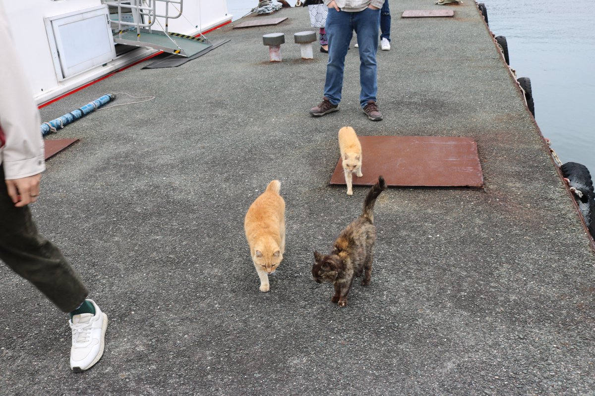 猫の島　青島 tweet media