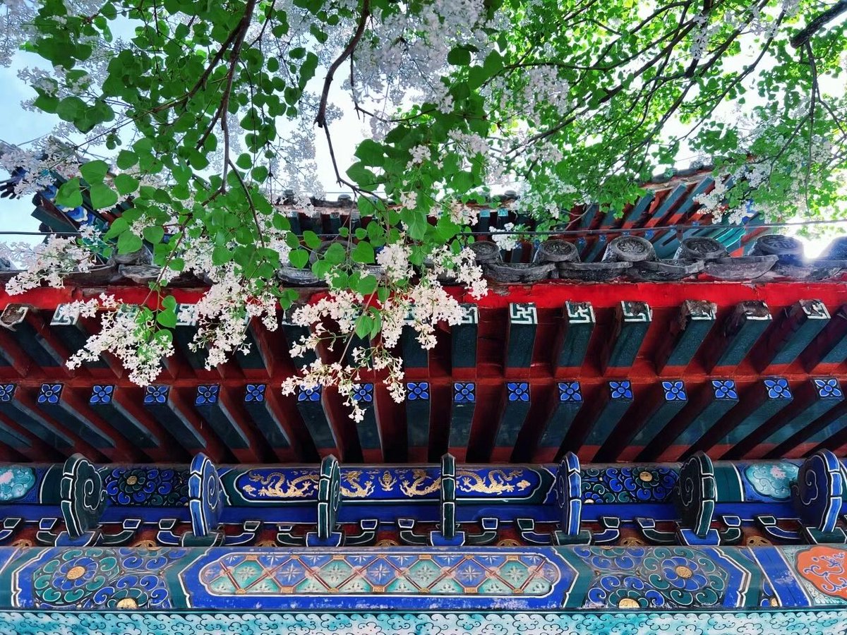 touch_beijing's tweet image. #Lilacs are blooming in #Beijing’s Jietai #Temple! Visitors can join various activities at the temple grounds, from lilac-themed #poetry readings to Chinese traditional attire displays. Jietai Temple is home to 1,103 lilac trees, more than 20 of them are over 200 years old.