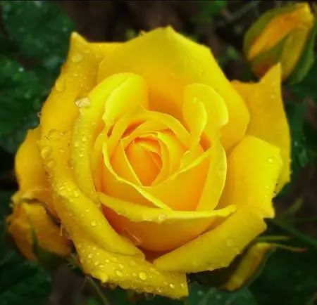 شاعر الغلابه tweet media