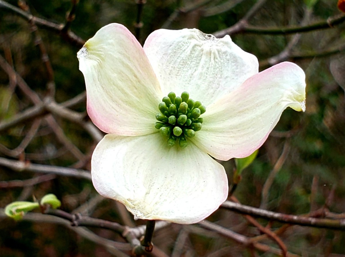 AcyRunway13's tweet image. Enveloping friday with serenity...

Have an enjoyable day all ☕️✨️
#friday #April #morning #nj
#NaturePhotography #spring