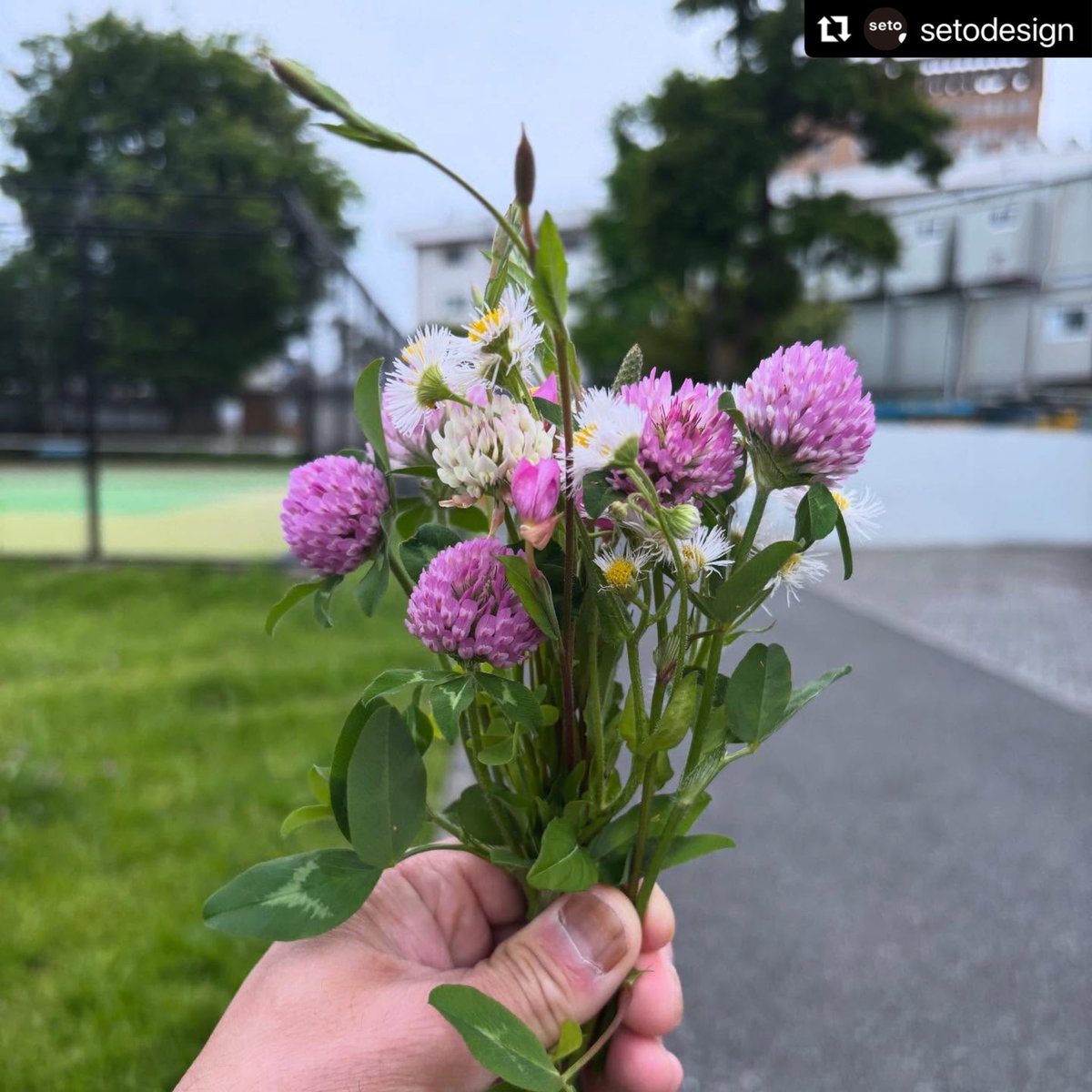 setodesign's tweet photo. 東京では無理かなあと思っていたけど、、門から研究室までの間に、いろんな草花が。

東京家政大学はキャンパスが広く、雑木林もあったり緑豊🌳です^ ^。

『道草』再開。

瀬戸けいたは、本年より、東京家政大学 造形表現学科 教授に就任いたしました。setoともどもどうぞよろしくお願いいたします。 https://t.co/m4ehYvThVH